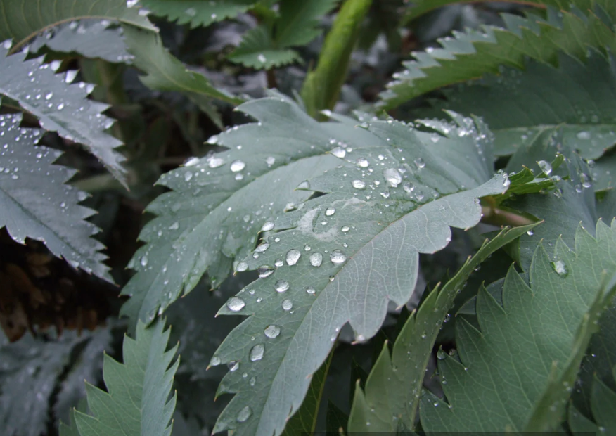 Thumbnail: Honey Bush 'Antonow's Blue'