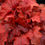 Thumbnail: Coral Bells 'Fire Alarm'
