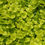 Thumbnail: Creeping Jenny 'Goldilocks'