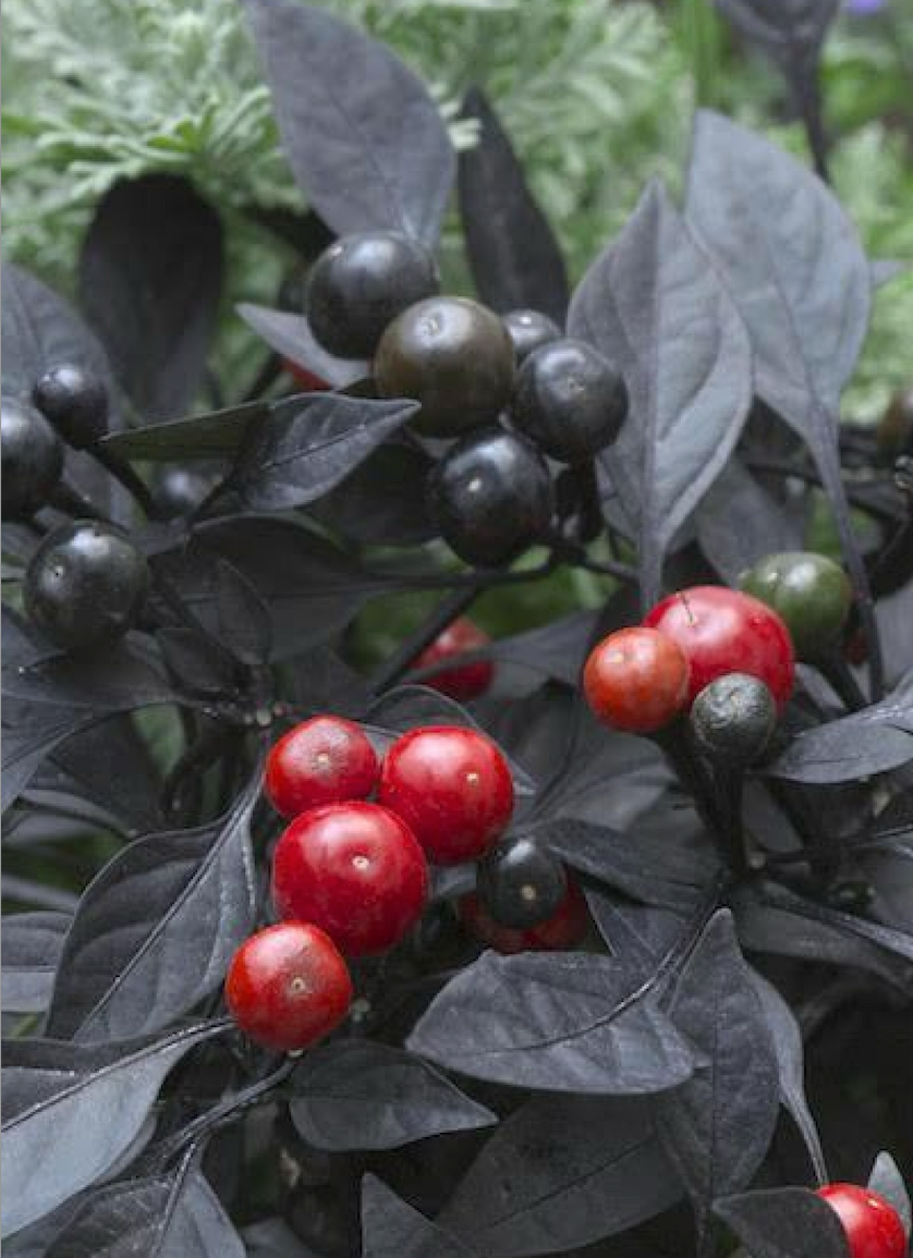 Thumbnail: Ornamental Pepper (Varieties)