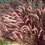 Thumbnail: Purple Fountain Grass 'Rubrum'