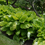 Thumbnail: Hosta 'Sum and Substance'