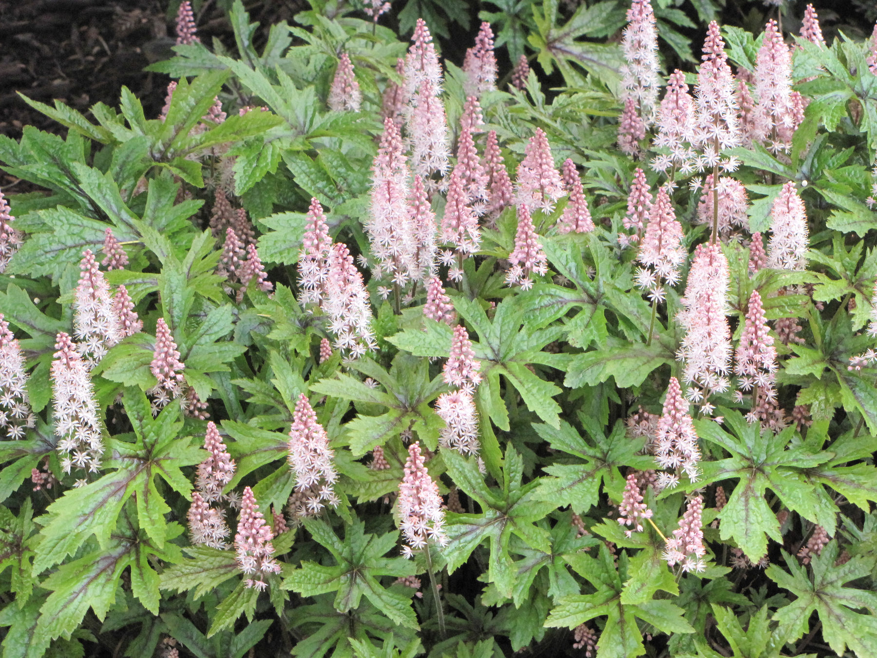 Tiarella (Foam Flower) 'Pink Skyrocket'
