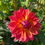 Thumbnail: Dahlia 'Firepot'