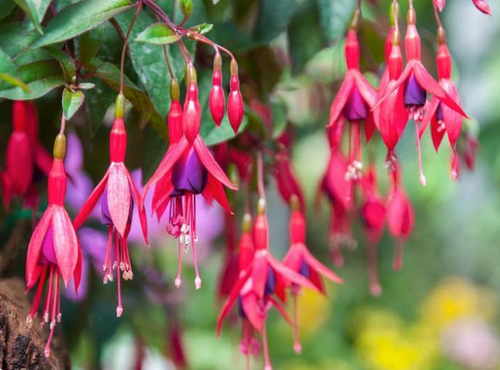 Hardy Fuchsia 'Mrs Popple' | Green River Nursery