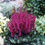 Thumbnail: Astilbe 'Vision in Red'