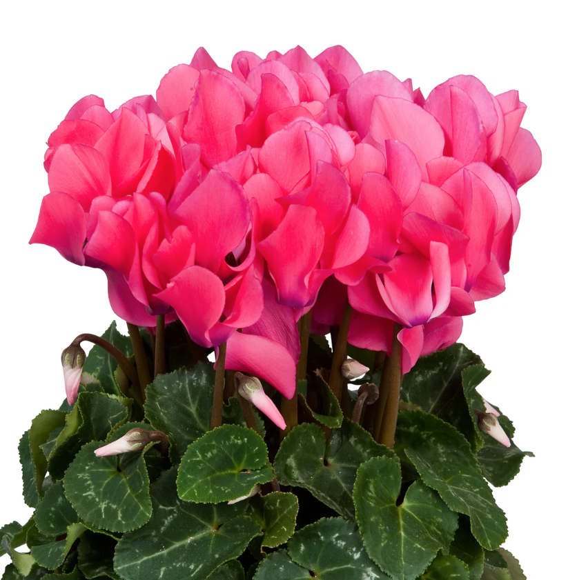 Thumbnail: Cyclamen (Varieties)