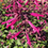 Thumbnail: Salvia 'Skyscraper Dark Purple'