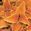 Thumbnail: Coleus 'Rustic Orange'