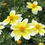 Thumbnail: Bidens 'Spicy Electric White'