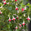 Thumbnail: Hardy Fuchsia 'Galadriel'