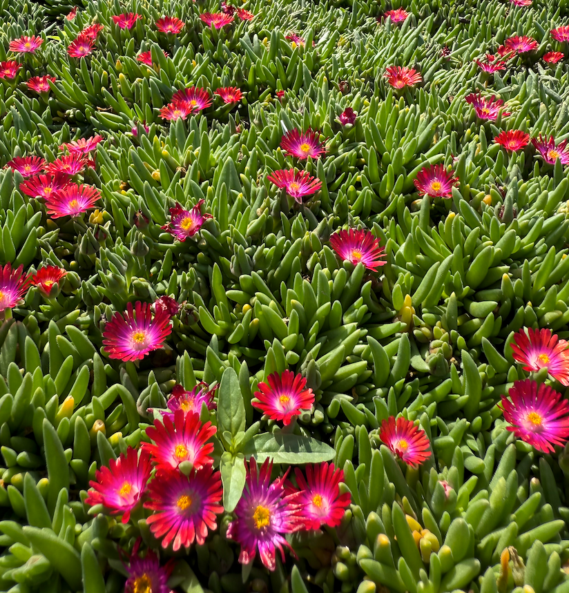 Thumbnail: Ice Plant 'Jewel of Desert Garnet'