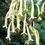 Thumbnail: Cape Fuchsia 'Candydrops Cream'