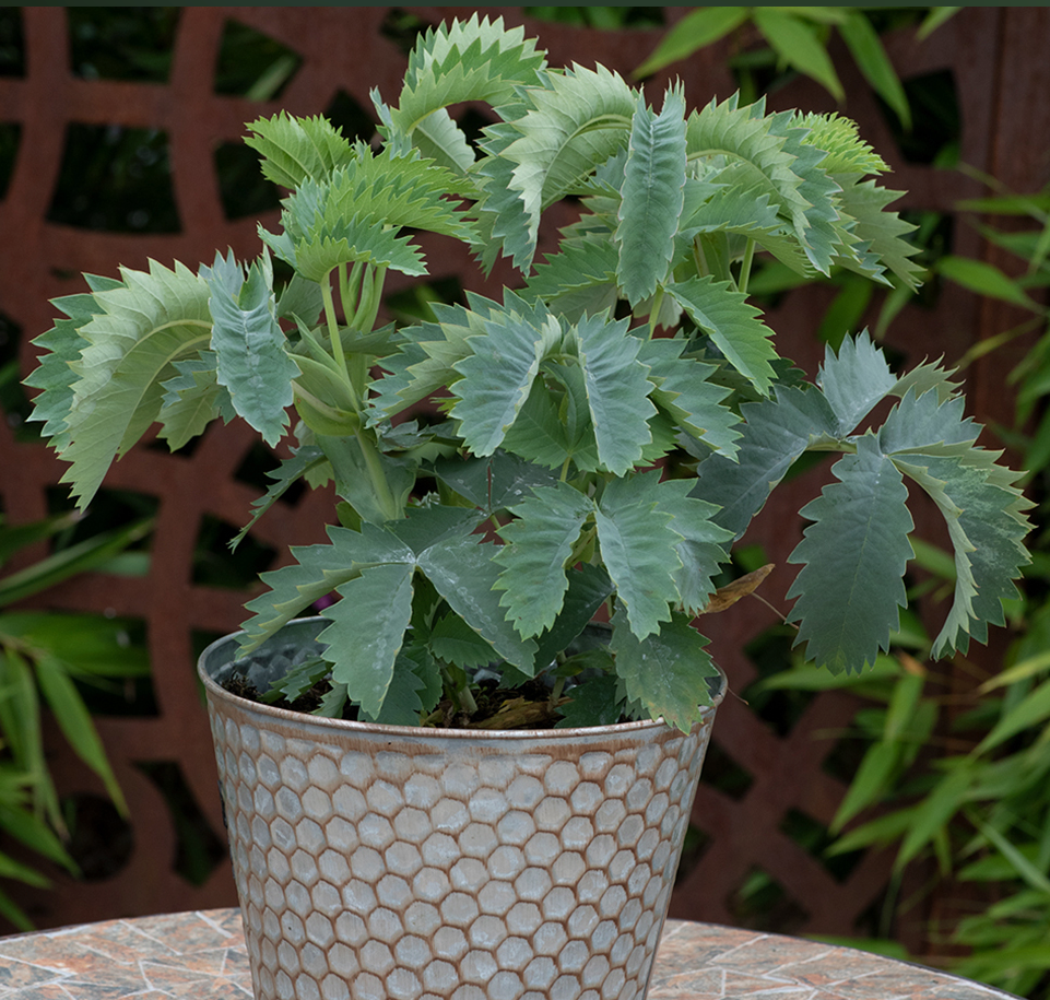 Thumbnail: Honey Bush 'Antonow's Blue'