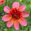 Thumbnail: Dahlia 'Total Tangerine'