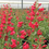 Thumbnail: Penstemon 'Red Riding Hood'