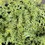 Thumbnail: Variegated Rupturewort 'Sea Foam'