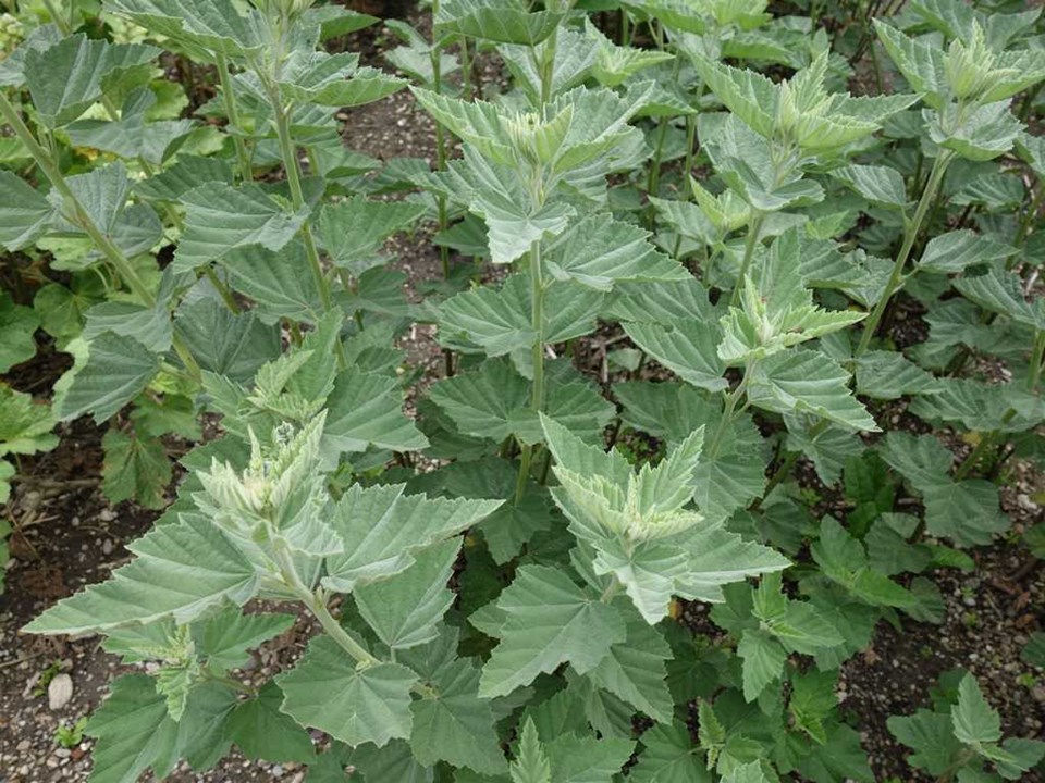 Thumbnail: Marsh mallow