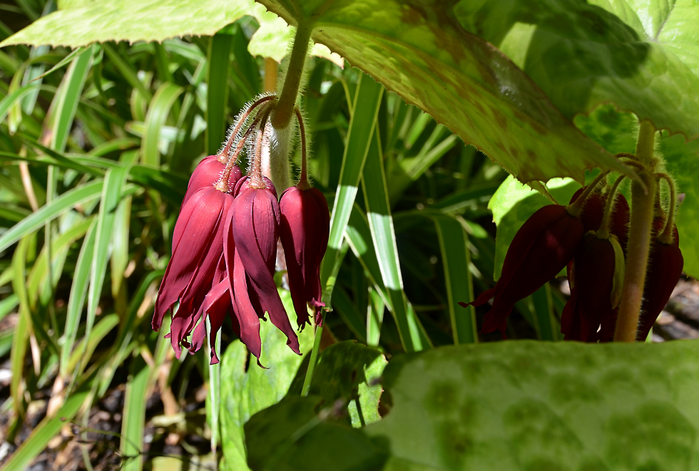 Thumbnail: Asian Mayapple 'Spotty Dotty'