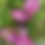 Thumbnail: Clematis 'Asao'