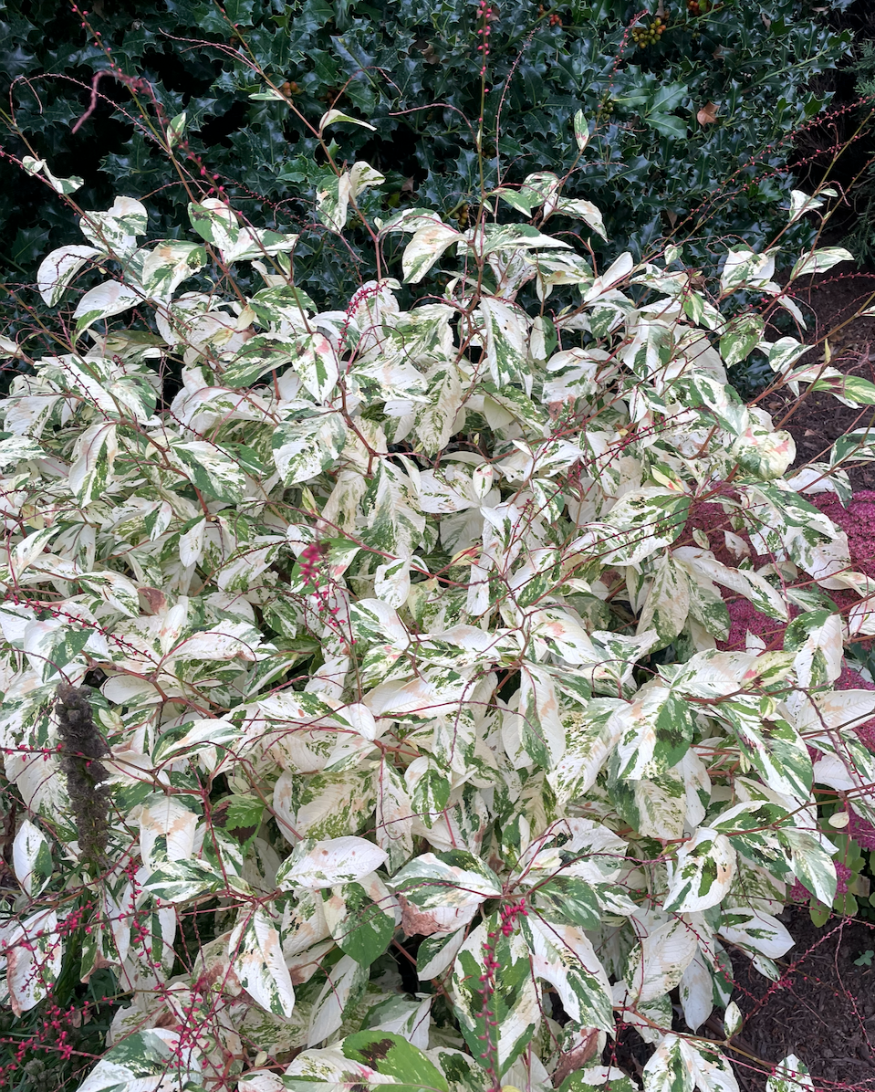 Thumbnail: Persicaria 'Painter's Palette'