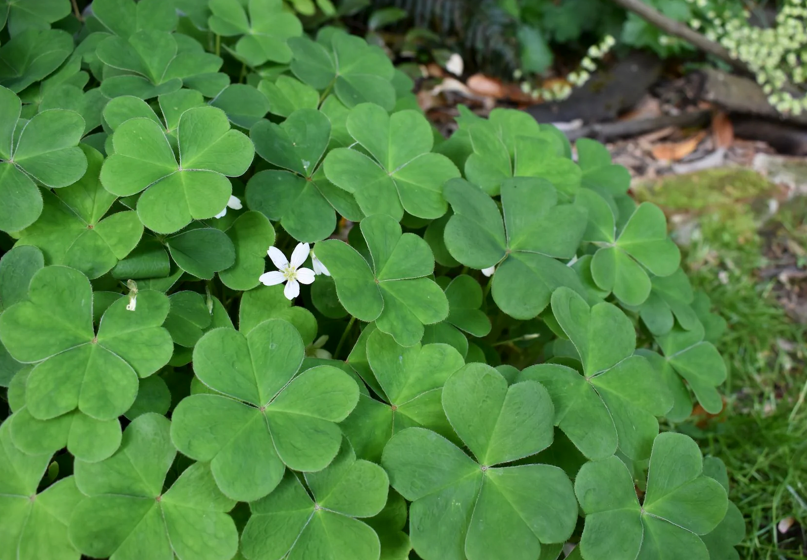 Redwood Sorrel