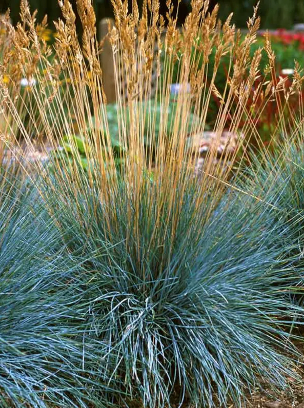 Thumbnail: Blue Fescue 'Beyond Blue'