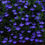 Thumbnail: Trailing Lobelia
