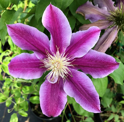 Clematis 'Dr. Ruppel' | Green River Nursery