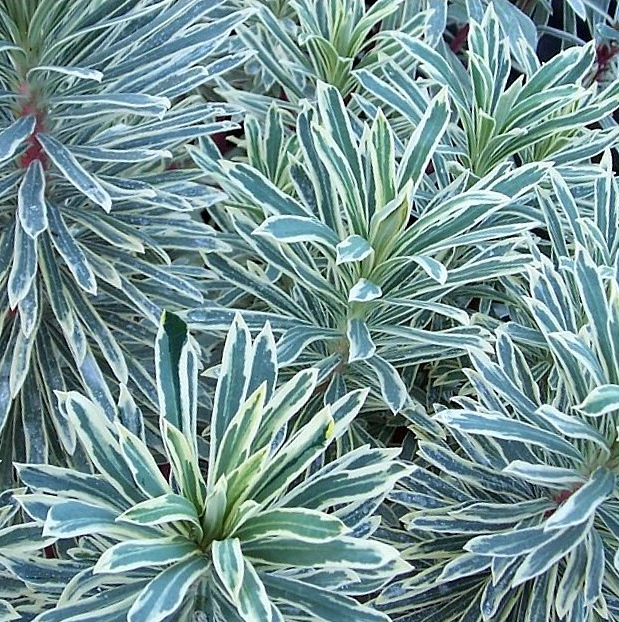 Euphorbia 'Glacier Blue'