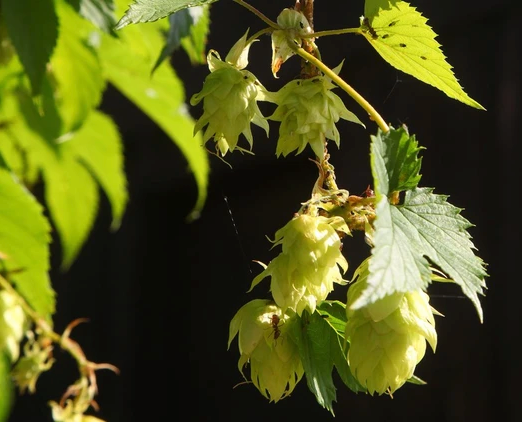 Thumbnail: Golden Hops