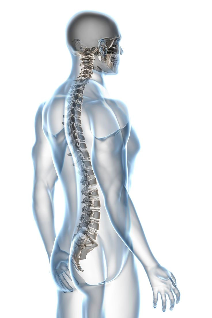 spine