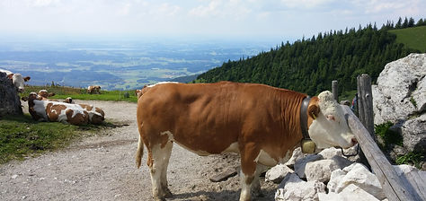 Herd of cows on top of the Kampenwand in Germany