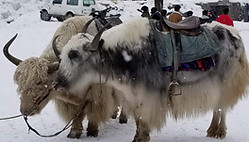 Image of some yaks in the Solang Valley.