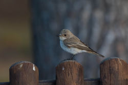 © Lauren Tucker Photography