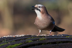 © Lauren Tucker Photography (85 of 98)