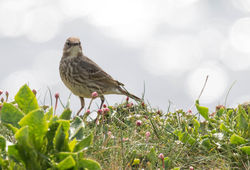 © Lauren Tucker Photography