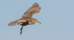 © Lauren Tucker Photography (497 of 277)