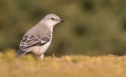 © Lauren Tucker Photography (136 of 291)
