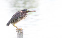 © Lauren Tucker Photography