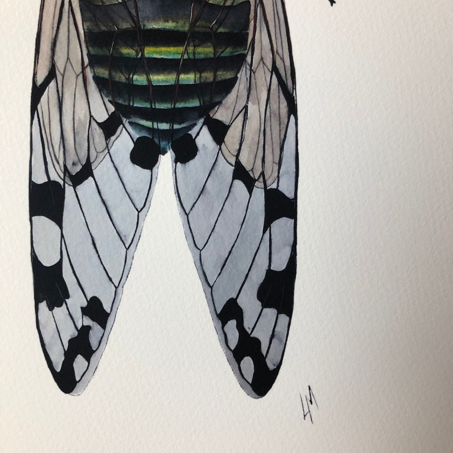 fine art print of cicada watercolor painting on white background