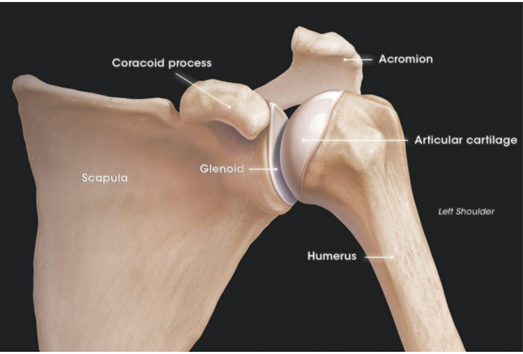 ShoulderArthroscopy Dr Chirag Thonse Orthopaedic Bangalore