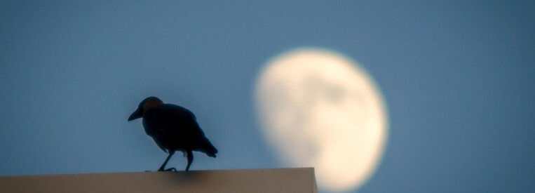 Corbeaux devant la lune. Le corbeaux représente le corps beau, oeuvre au noir en alchimie, qui consiste à se purifier de tous nos traumas émotionnels. La lune représente l'énergie du féminin sacré, soit notre capacité à nous faire confiance sur ce qui est bon pour nous (intuition et ressentis)