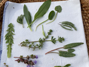 Produziere deine eigene grüne Hausapotheke: Tinkturen, Mazerate und Oxymel