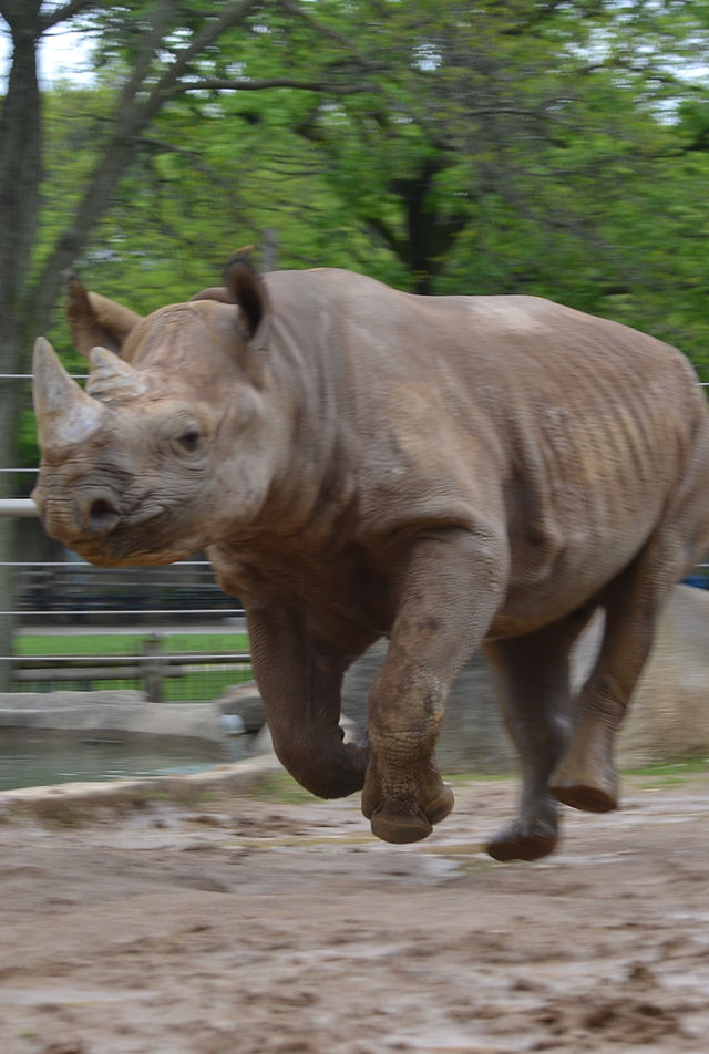 Zoologist Rhinoceros Parfémový Extrakt Unisex