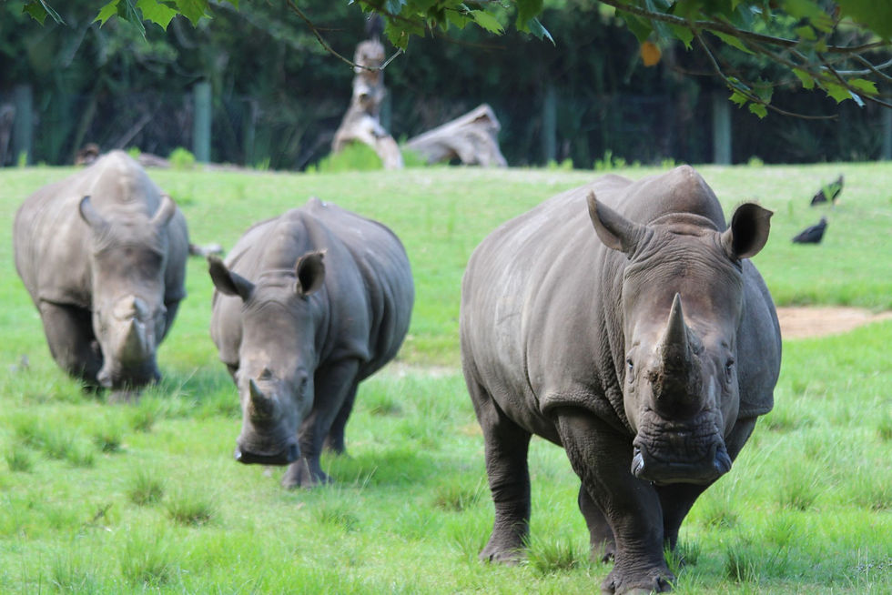 2027 Rhino Keeper Workshop