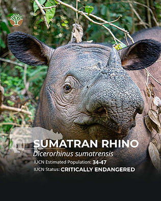 Sumatran.jpg