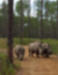 WO w rhinos pine.jpg