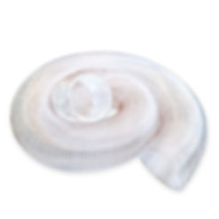 Tuyau flexible en polyuréthane transparent x 23'