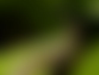 Σαρανταποδαρούσα